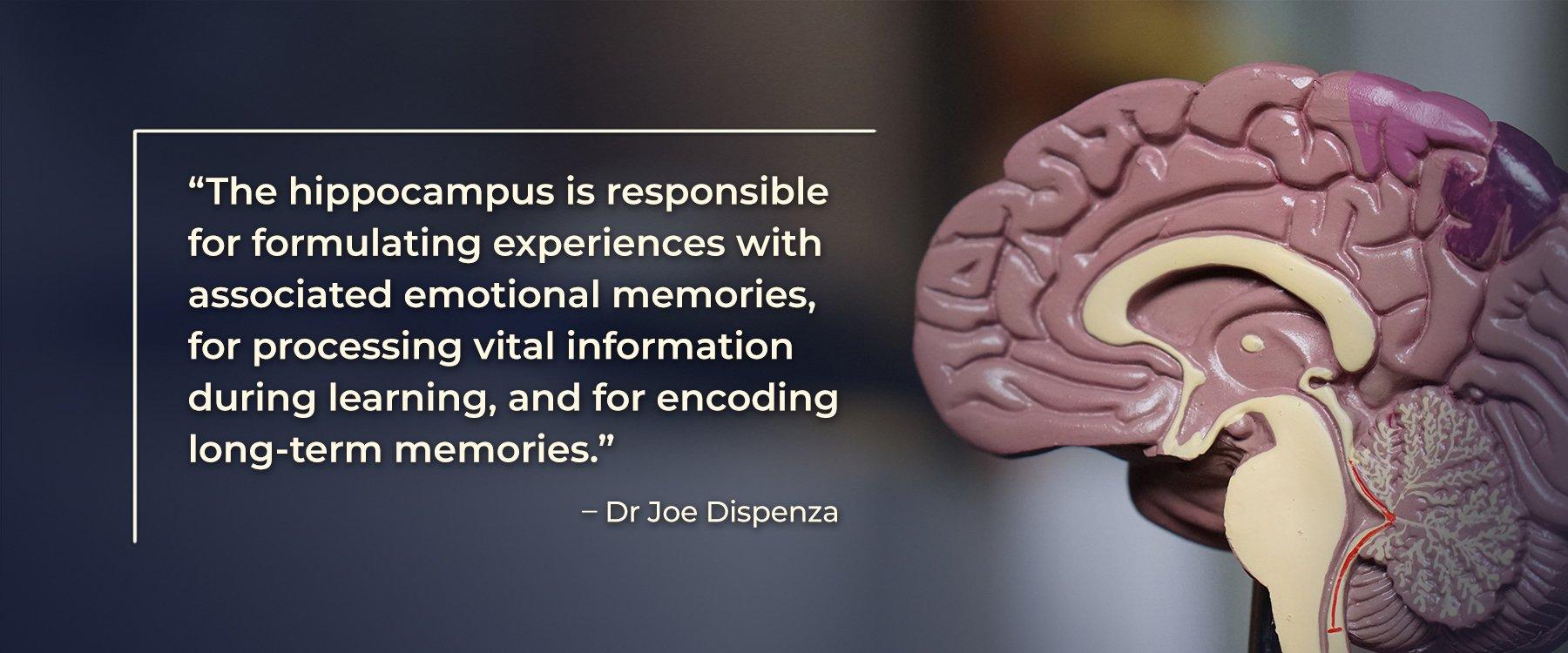 A Quick Overview of the Brain